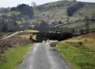Animal health prosecution success – Powys County Council